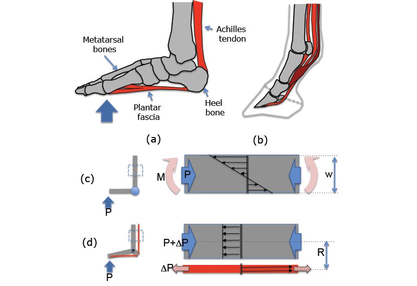 Fig 1. A synergetic arrangement of bones and tendons ligaments